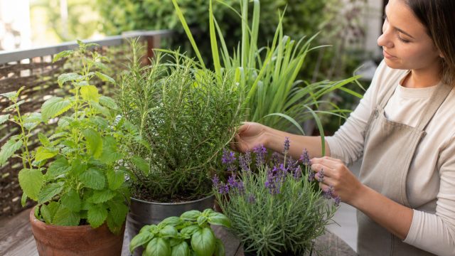 Transform Your Outdoors: Natural Mosquito Repellents You Can Grow | sbotogel, menara138, pembukaan t